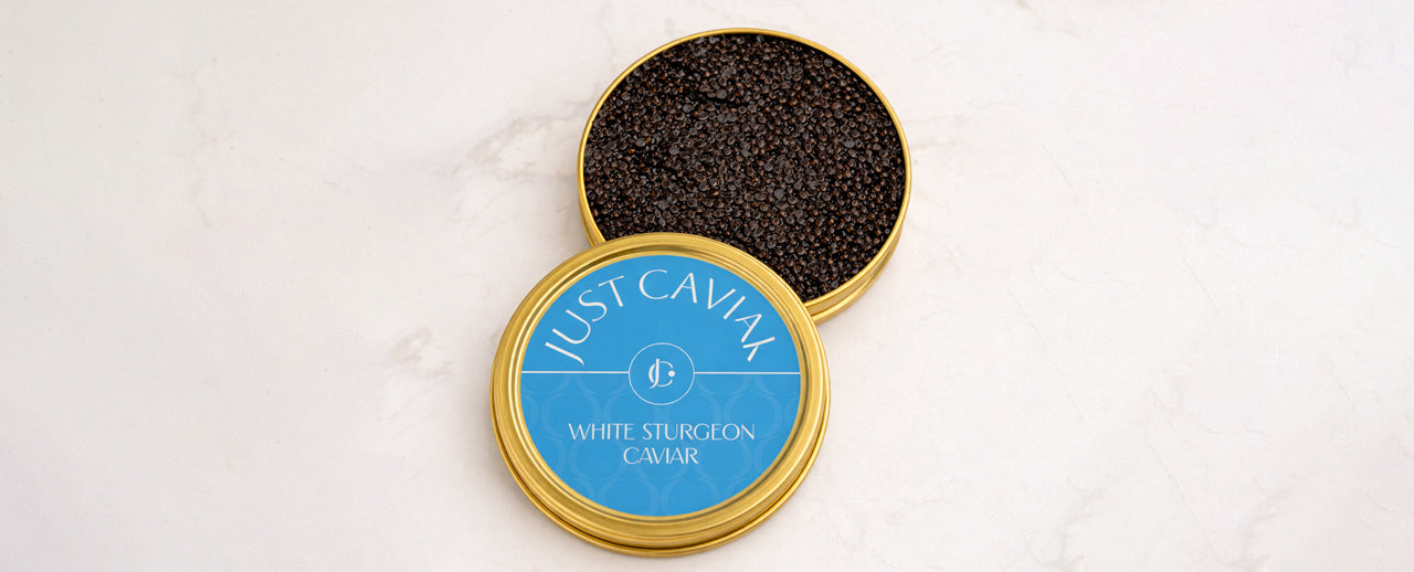 White Sturgeon