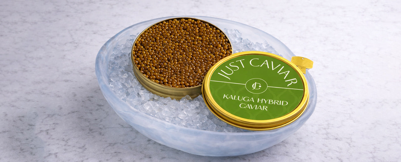 Kaluga Hybrid